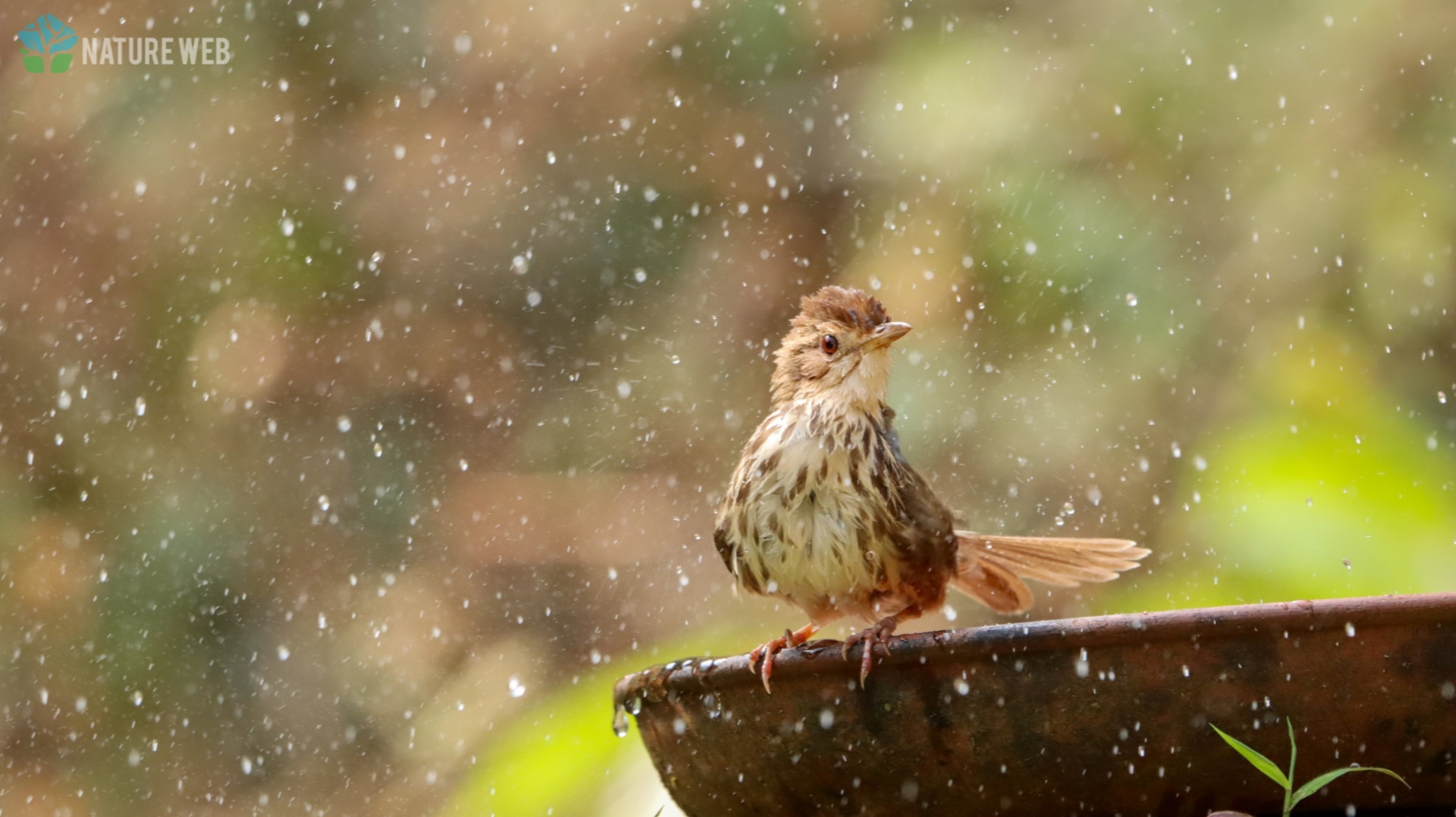 Puff-throated Babbler